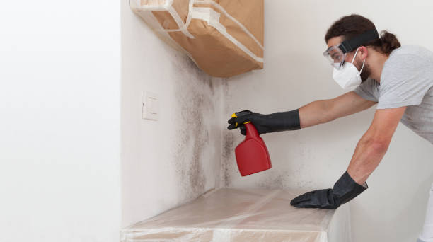 Professional Basement Mold Remediation technician working in Patton, PA