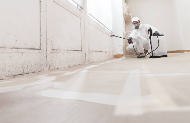 24/7 Emergency Basement Mold Remediation experts in Patton, PA
