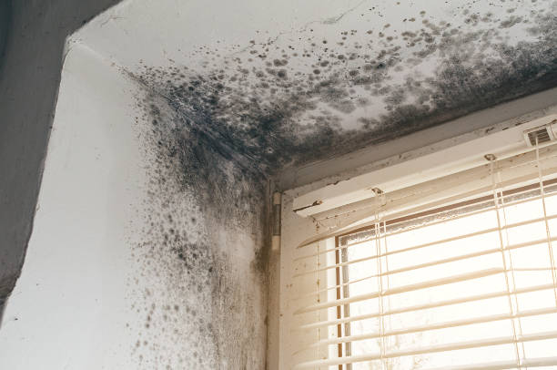 Affordable Basement Mold Remediation solutions in Patton, PA