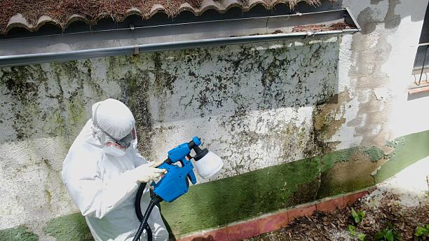 Top rated local Basement Mold Remediation specialists in Patton, PA